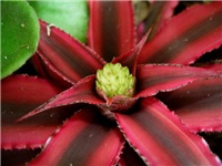 3f1bee05-Cryptanthus Pink Star budding 4 sm.jpg